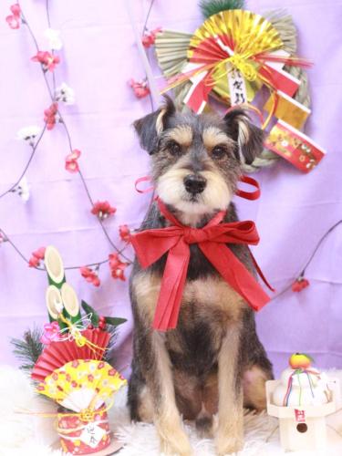 20230131ピンくん